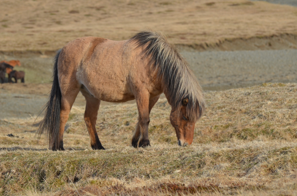 Odkryj Symbol Roztocza w Górecku Starym - Konik Polski